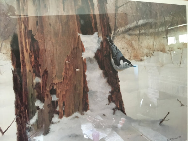 Foraging-White-Breasted Nuthatch Print by Marc Hanson