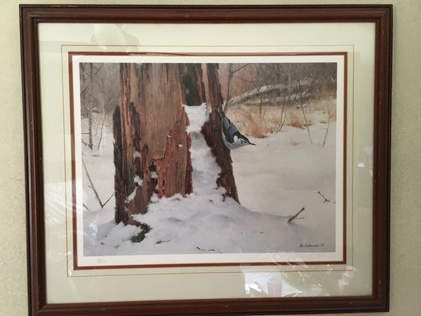 Foraging-White-Breasted Nuthatch Print by Marc Hanson