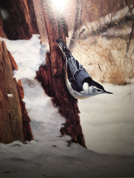 Foraging-White-Breasted Nuthatch Print by Marc Hanson