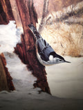 Foraging-White-Breasted Nuthatch Print by Marc Hanson
