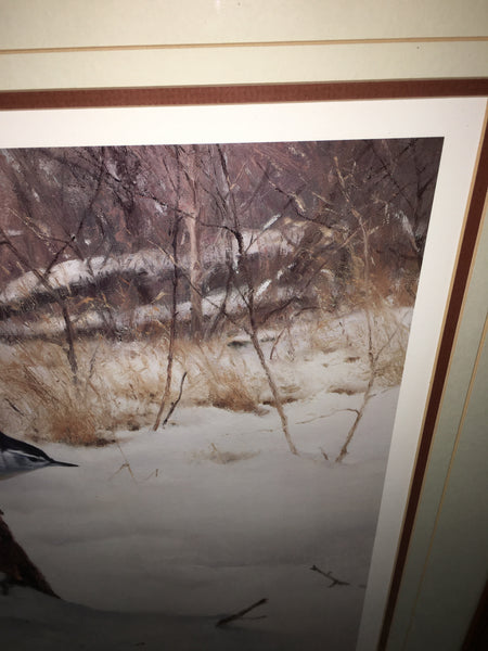 Foraging-White-Breasted Nuthatch Print by Marc Hanson