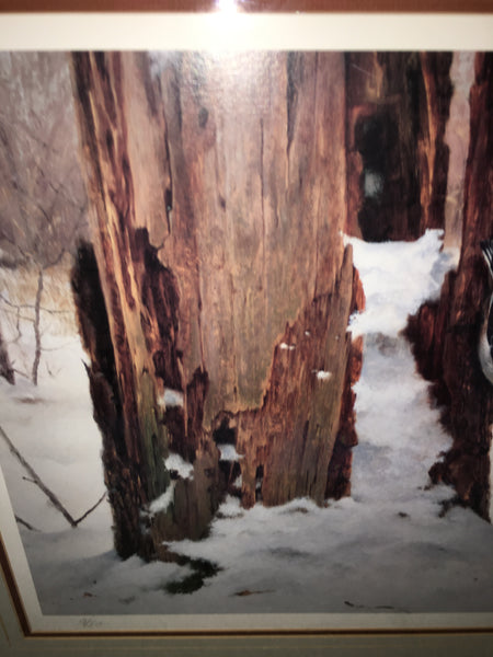 Foraging-White-Breasted Nuthatch Print by Marc Hanson
